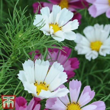 Sea Shells Cosmos, 50 Seed Pack, Beautiful Bright 3 inch Flower