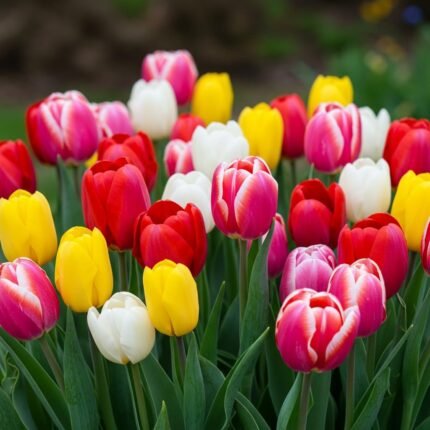 Rainbow Color Tulip Bulbs for Planting