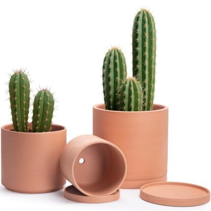 D'vine Dev Terracotta Pots for Plants