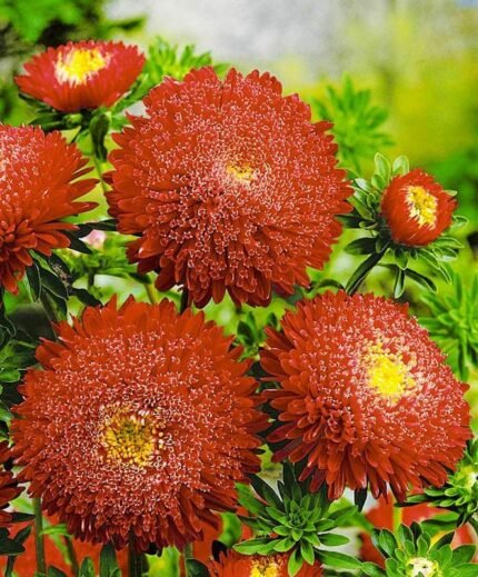 Aster Pompon Flowers Mix Seeds Dwarf Colorful Carpet Mix Low Grow